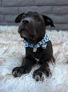 Noelle - ADOPTION PENDING - Photo 3