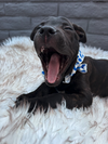 Noelle - ADOPTION PENDING - Photo 4
