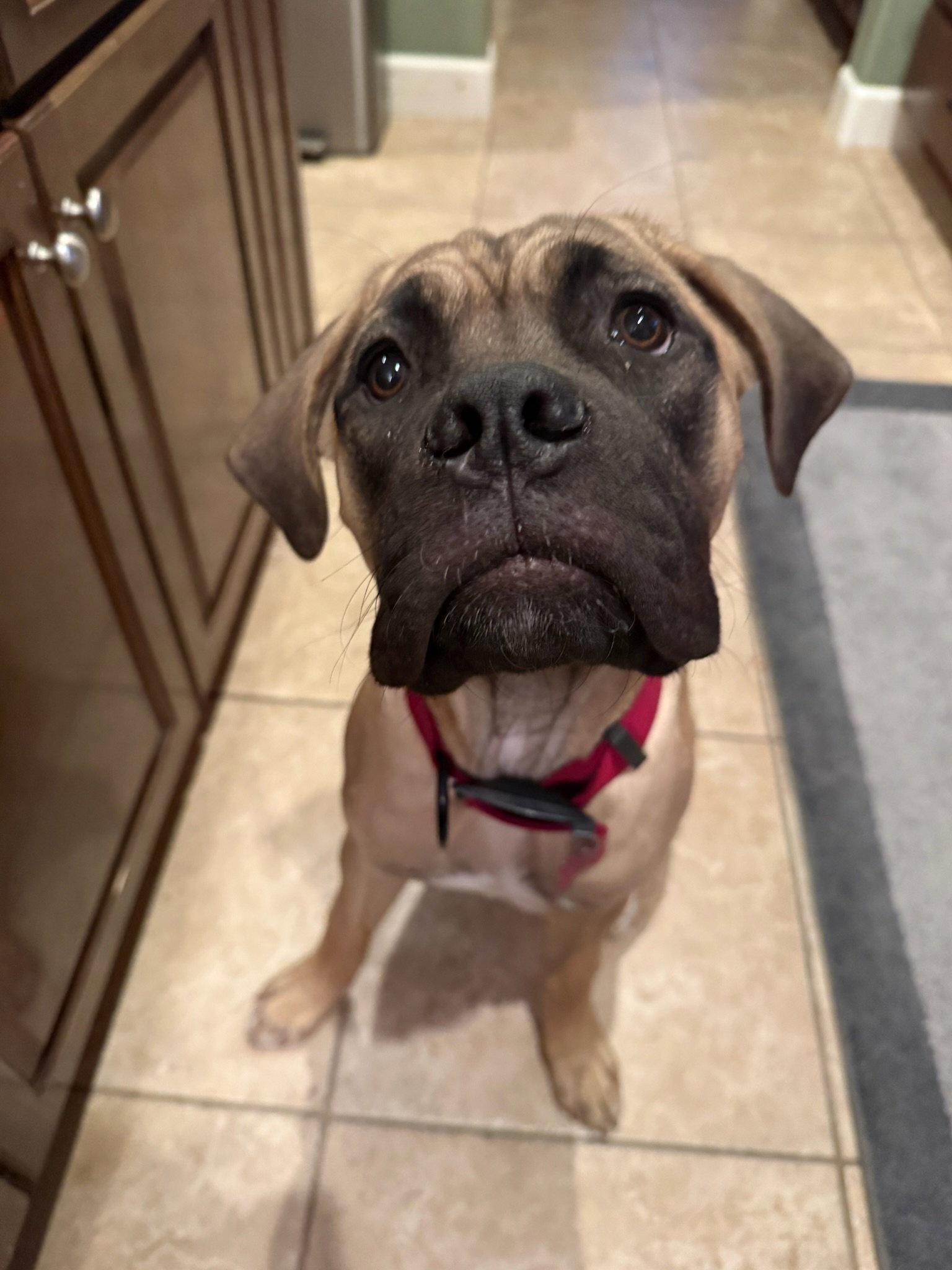Lola - ADOPTED Image