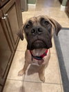 Lola - ADOPTED - Photo 1