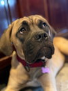 Lola - ADOPTED - Photo 2