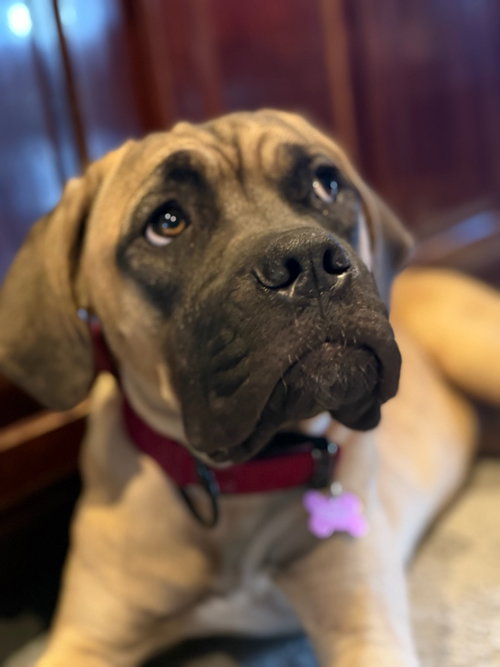 LOLA - ADOPTED - Cane Corso Mastiff available for adoption