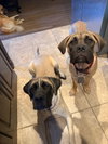 Lola - ADOPTED - Photo 3