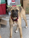 Lola - ADOPTED - Photo 4