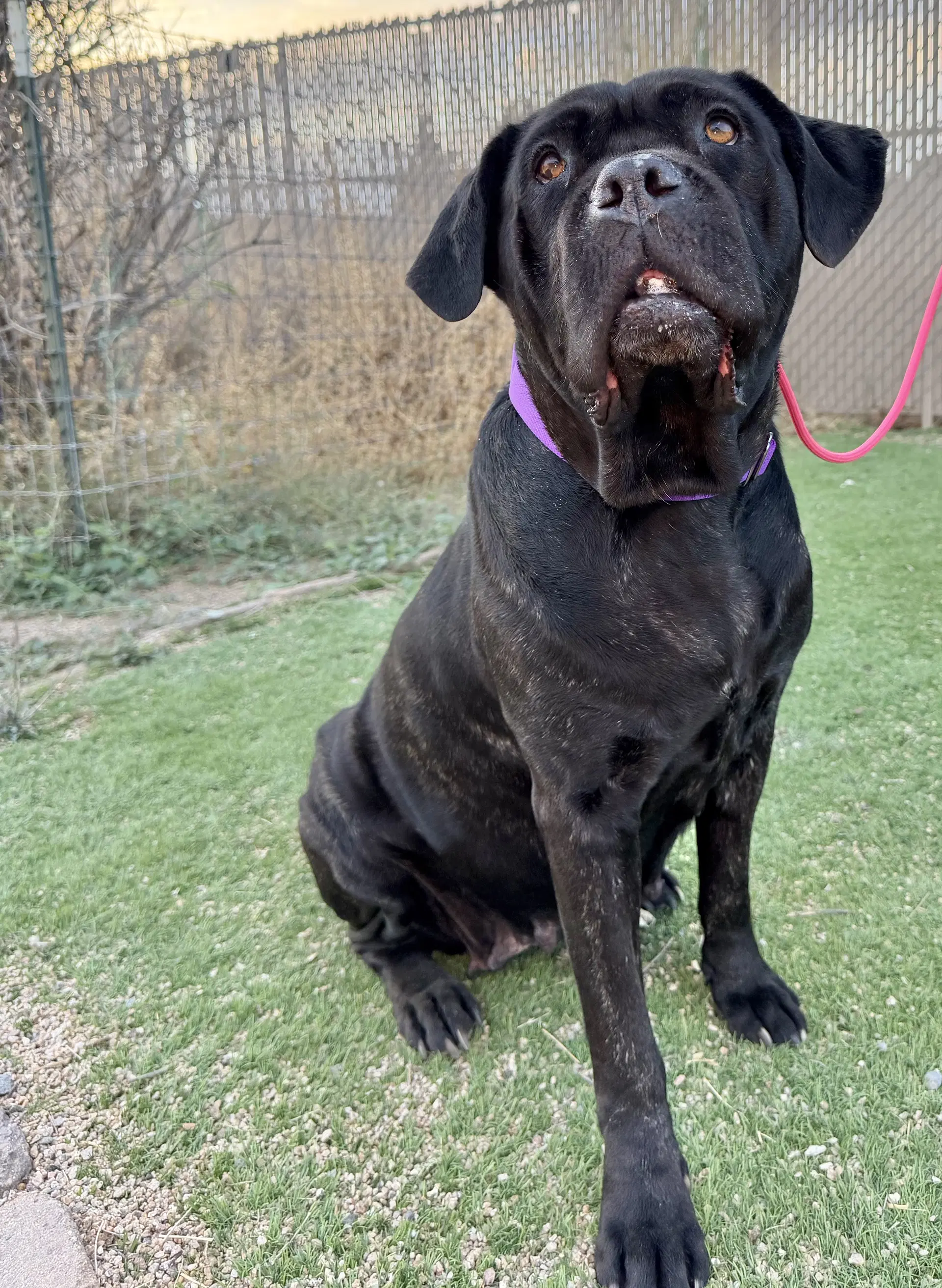 Duchess - Cane Corso