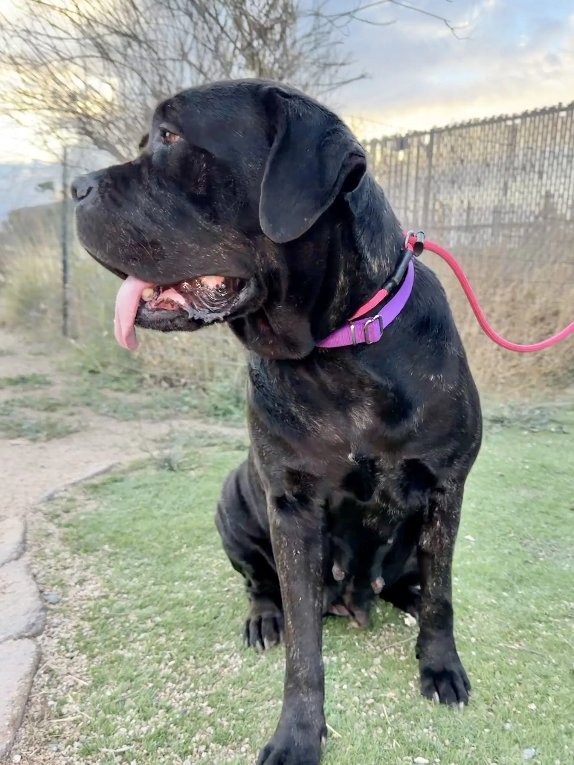 Duchess image 2