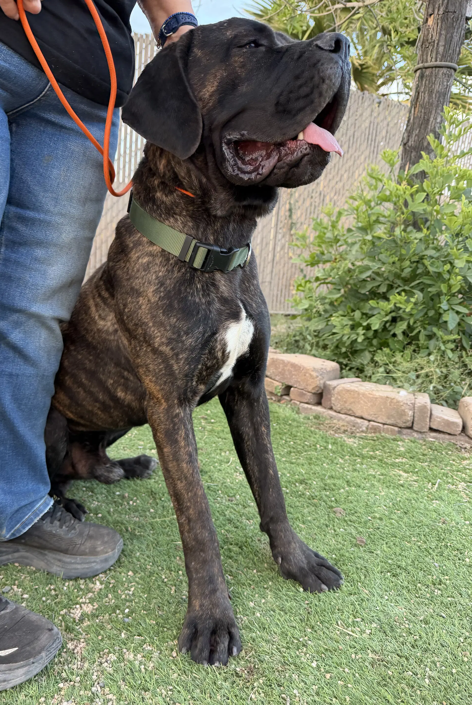 Teddy - Mastiff