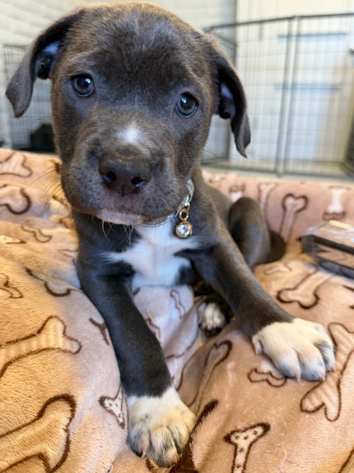 Sapphire, an adoptable Cane Corso Mastiff in Goodyear, AZ