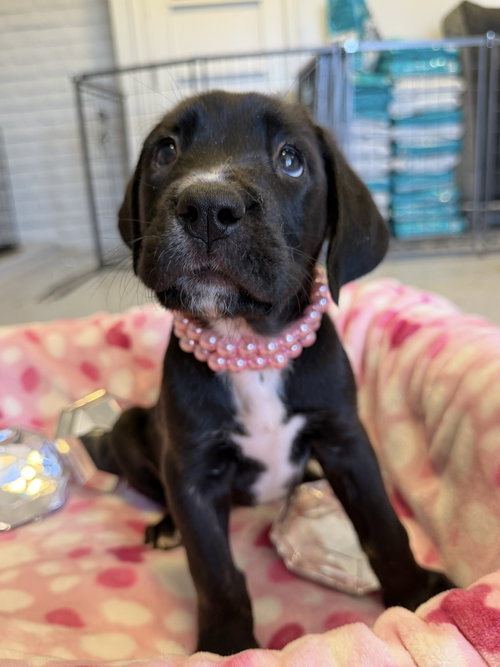 Pearl, an adoptable Cane Corso Mastiff in Goodyear, AZ