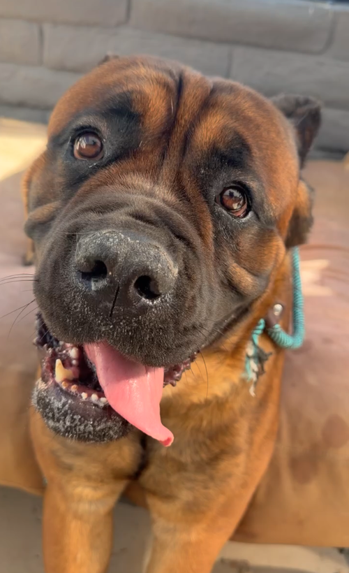 Captain Hook, an adoptable Cane Corso Mastiff in Goodyear, AZ