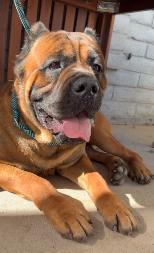 Captain Hook ADOPTION PENDING photo 3