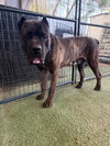 GRIFFIN - Photo 1