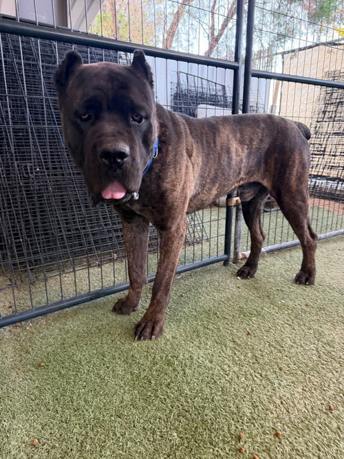 GRIFFIN, an adoptable Cane Corso Mastiff in Goodyear, AZ
