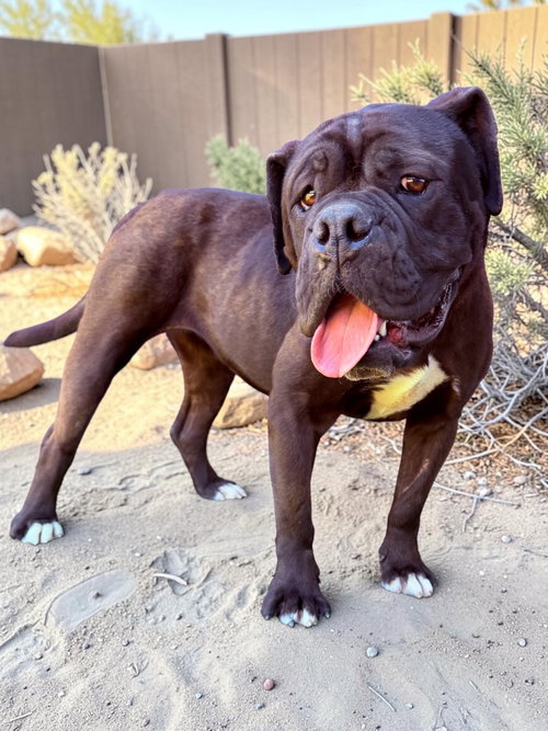 BUTTERFLY - Cane Corso Mastiff / Bulldog available for adoption