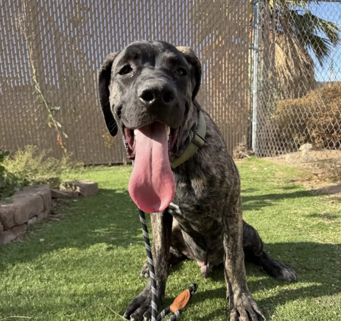 Brody image 1