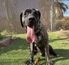 Brody - Photo 1