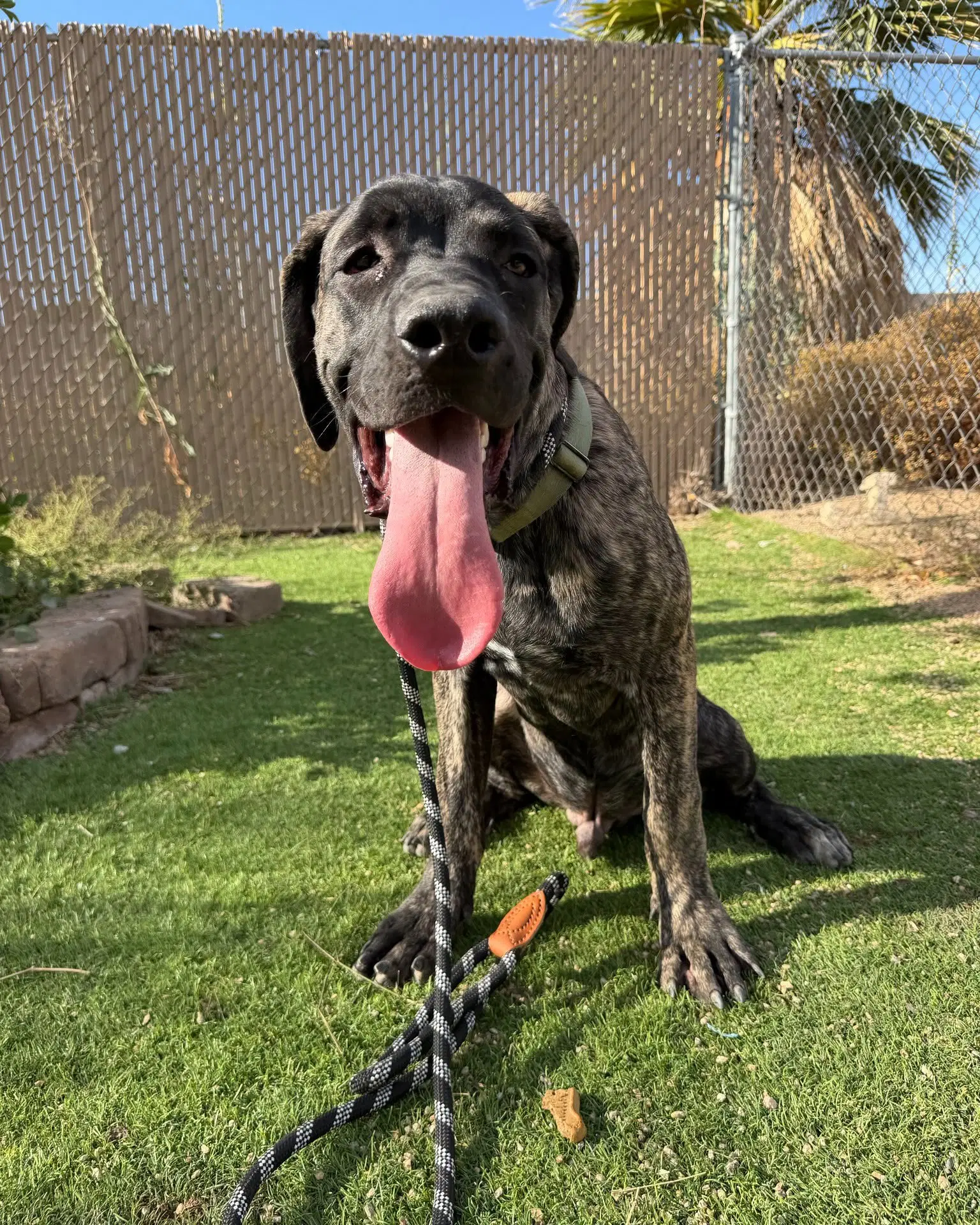 Brody image 3