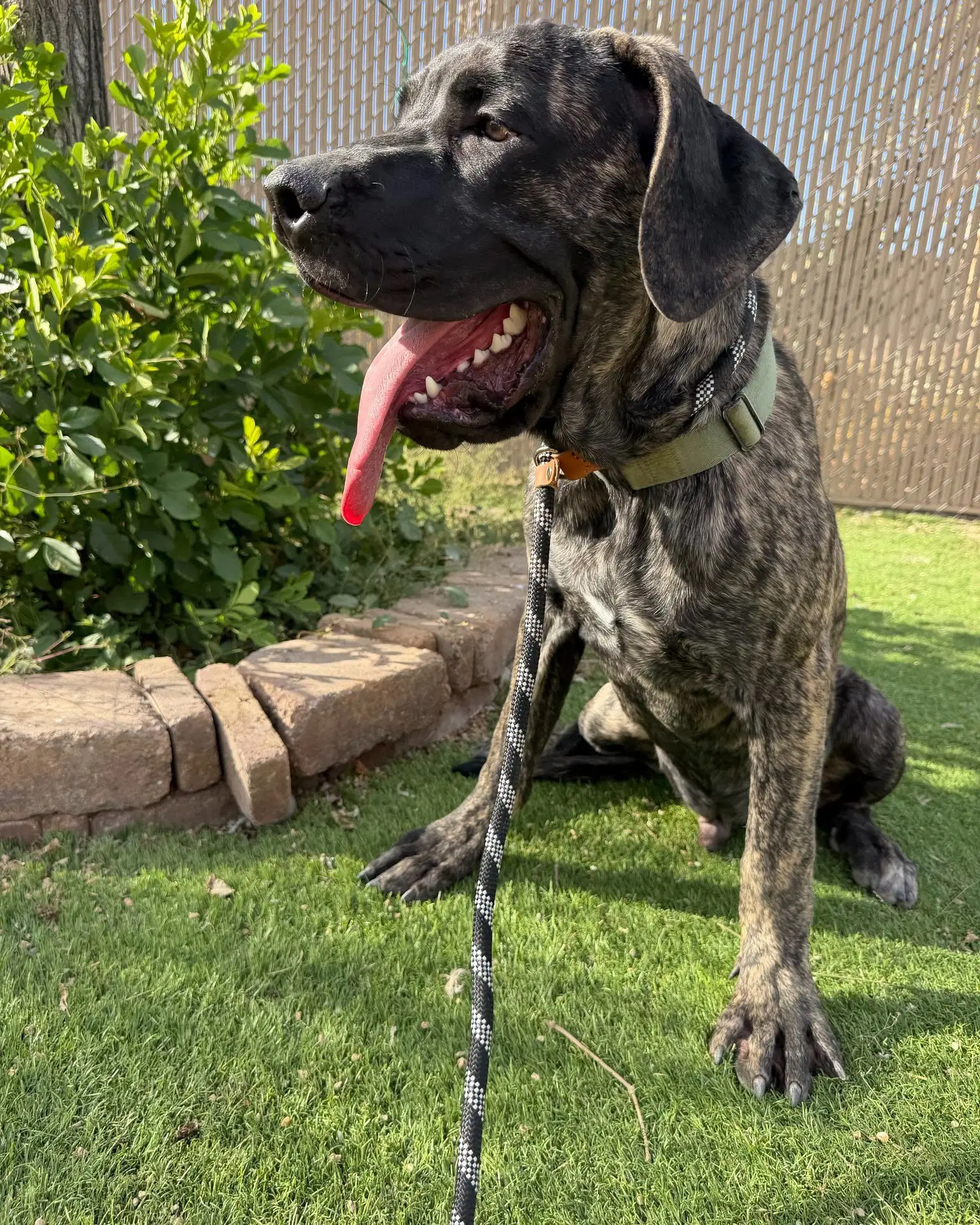 Brody image 4