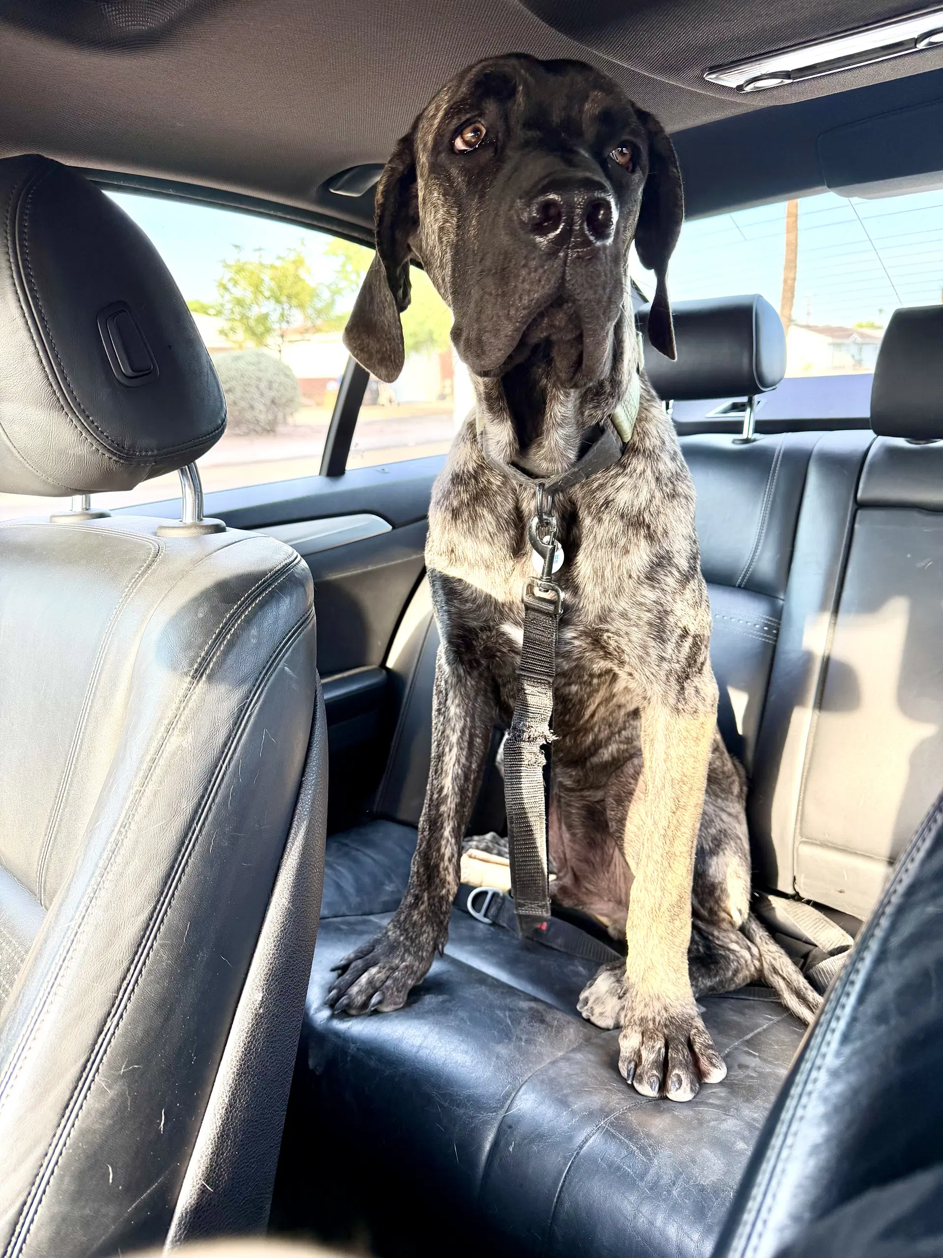 Brody - Cane Corso Mastiff