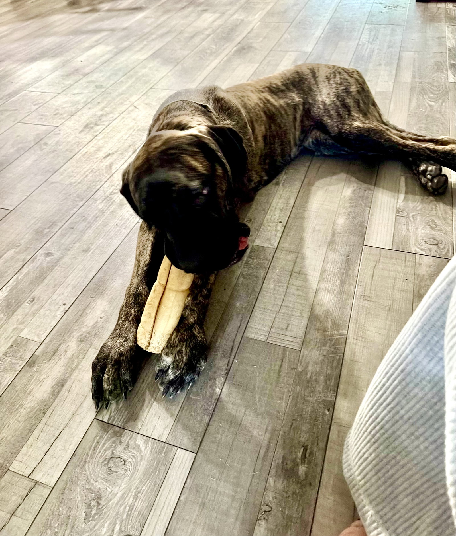 Brody, photo 7