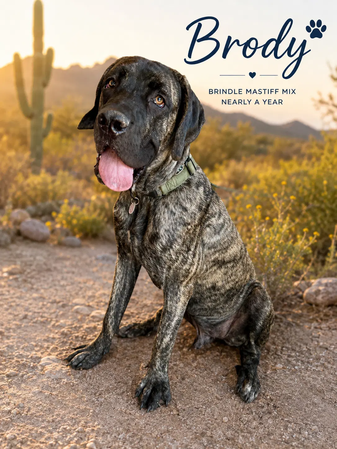 Brody - Cane Corso Mastiff