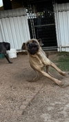 Raja