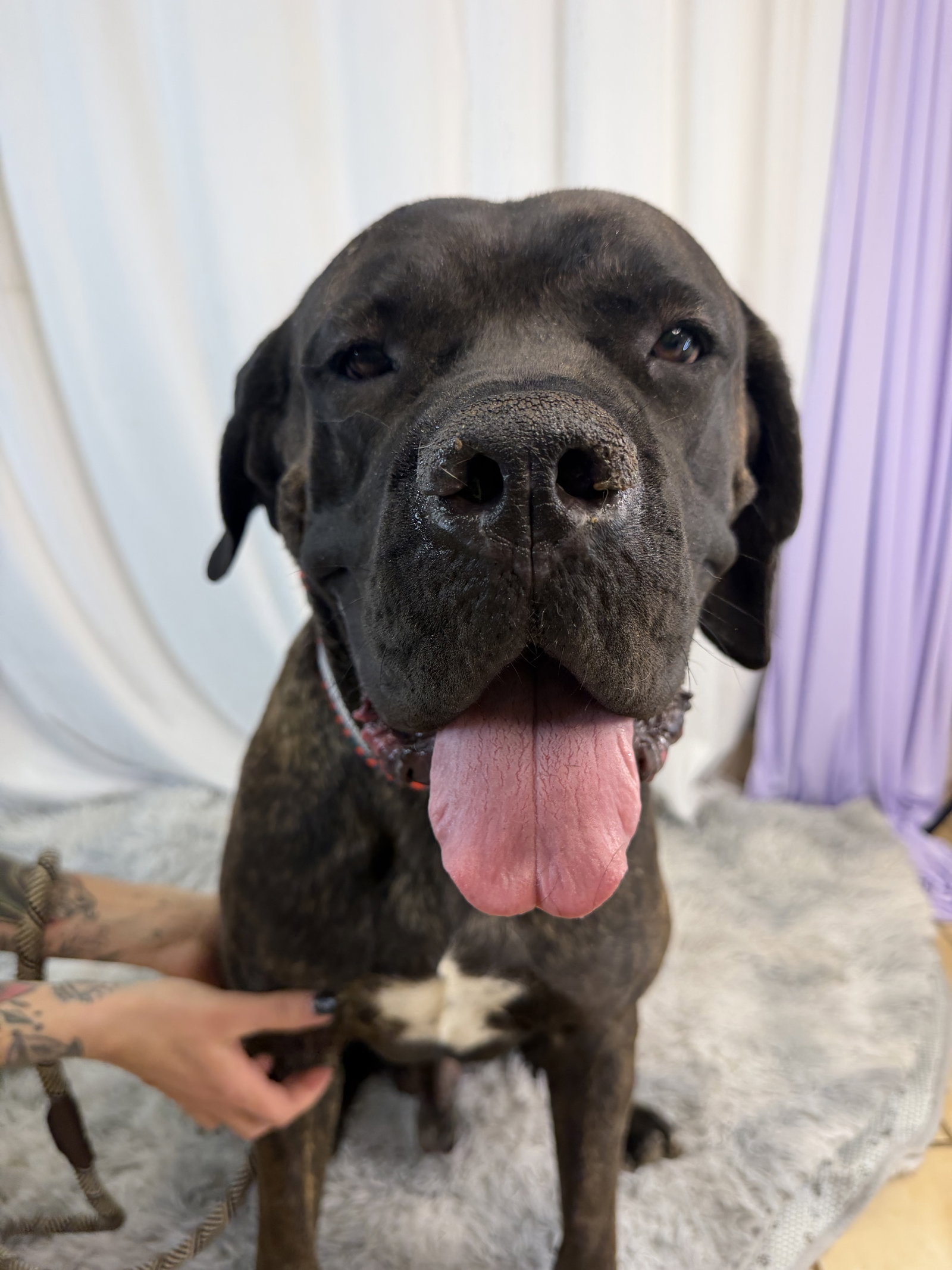 Bowser, photo 8