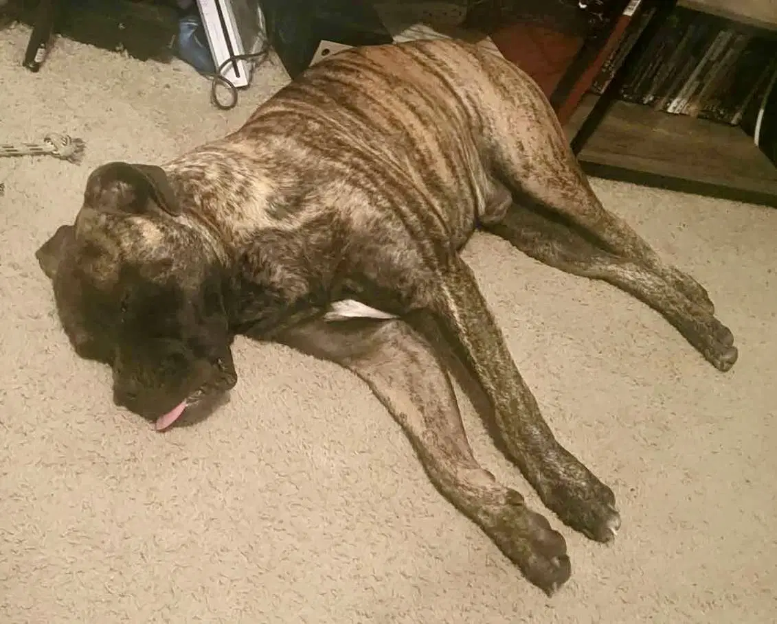 Bailey - Bullmastiff