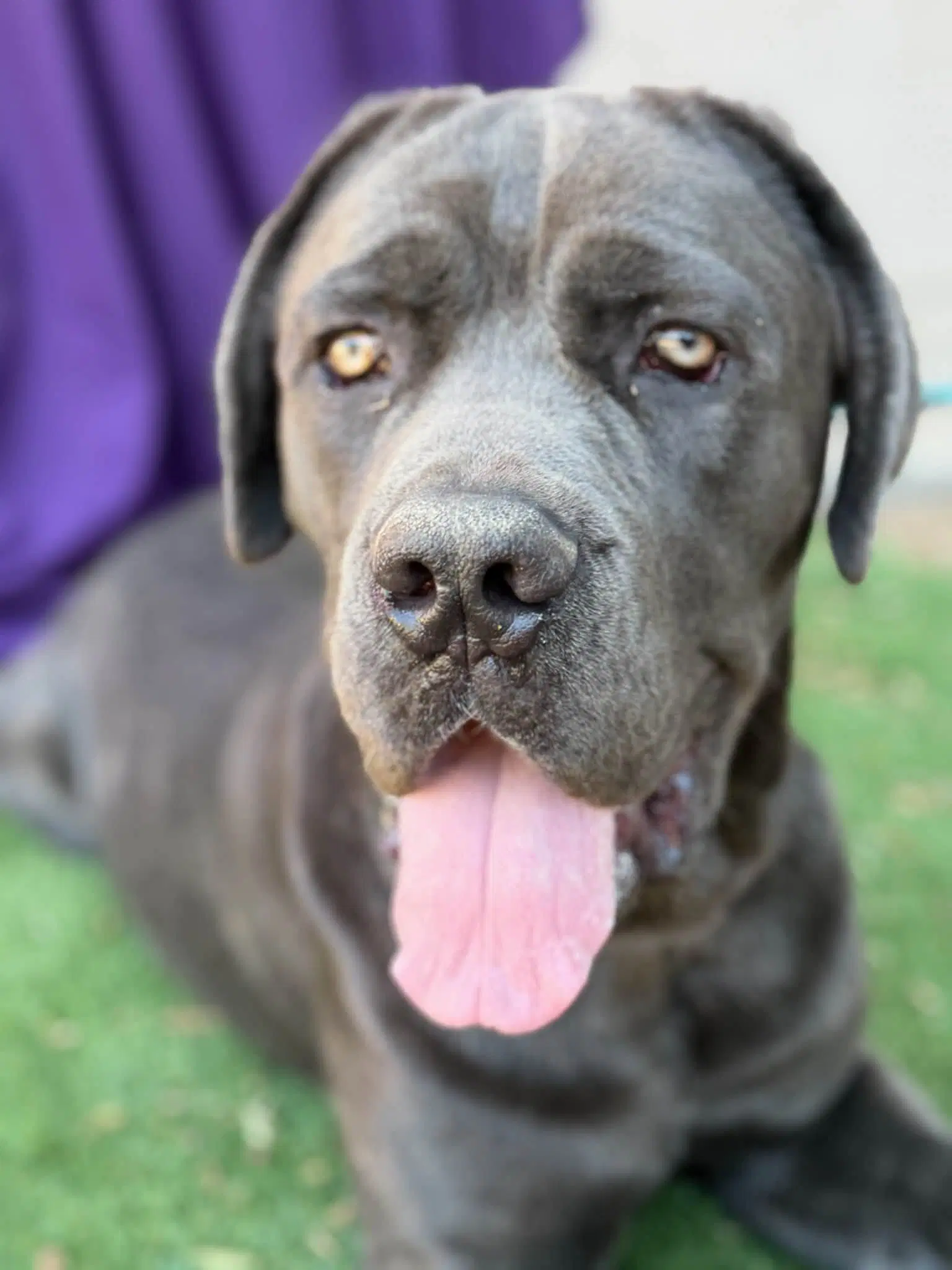 Rivas - Reduced Adoption Donation image 3