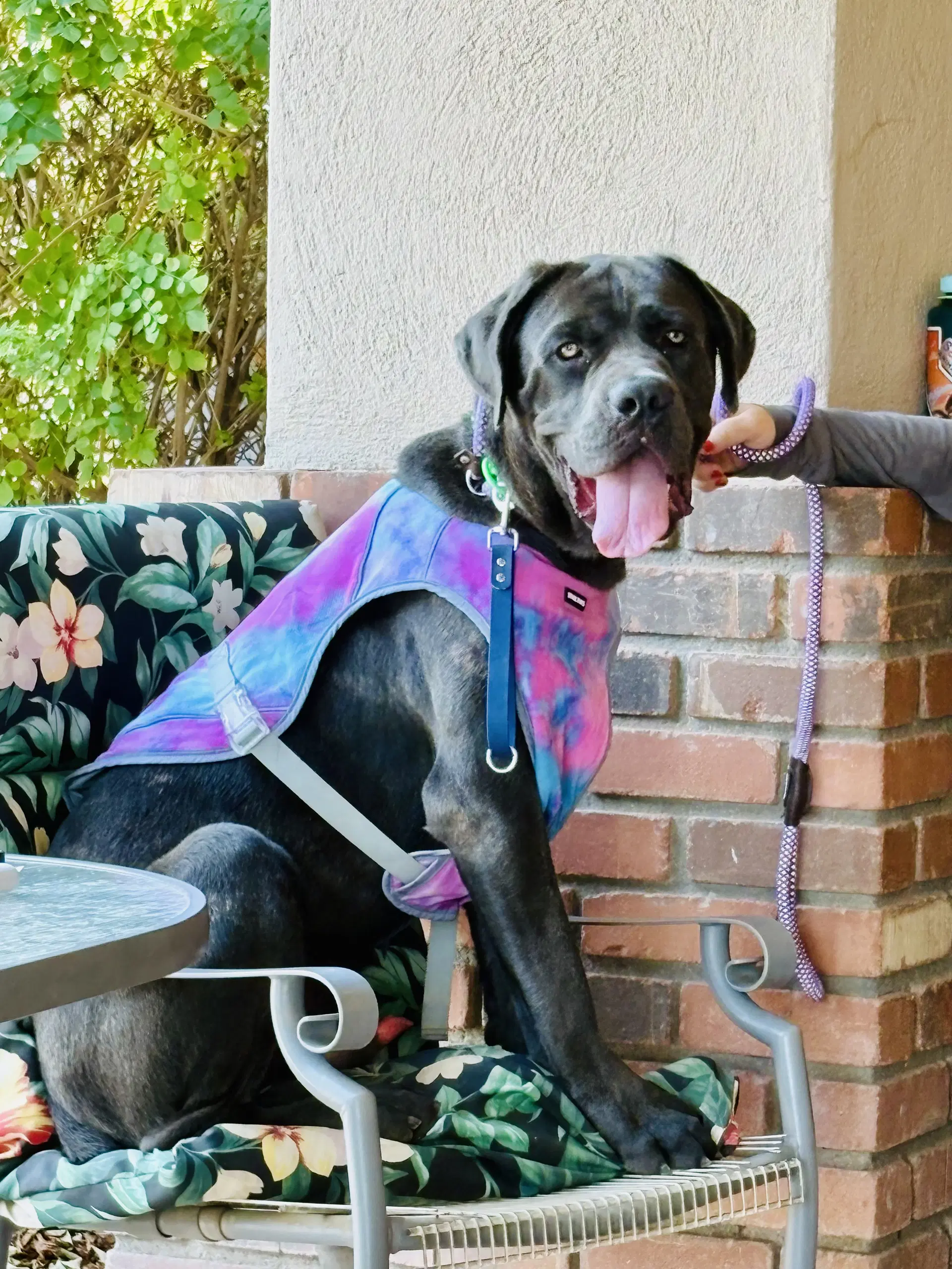 Rivas - Reduced Adoption Donation - Cane Corso Mastiff