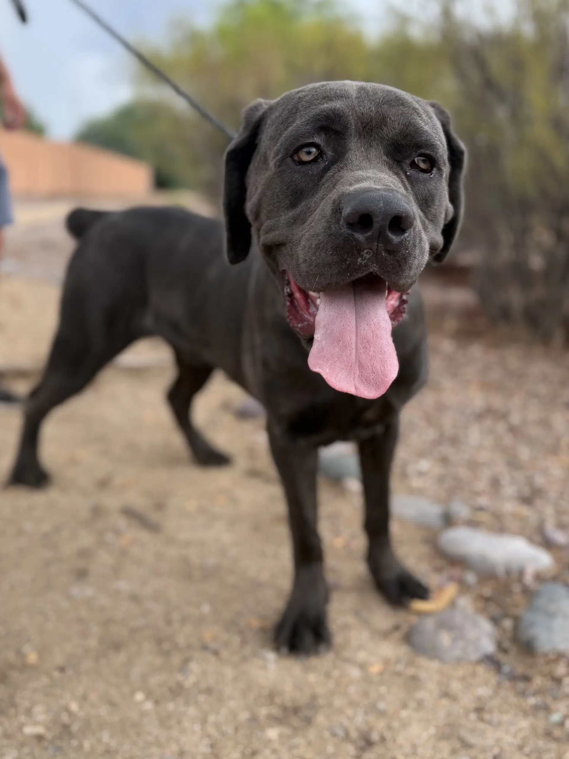 Rivas - Reduced Adoption Donation image 2