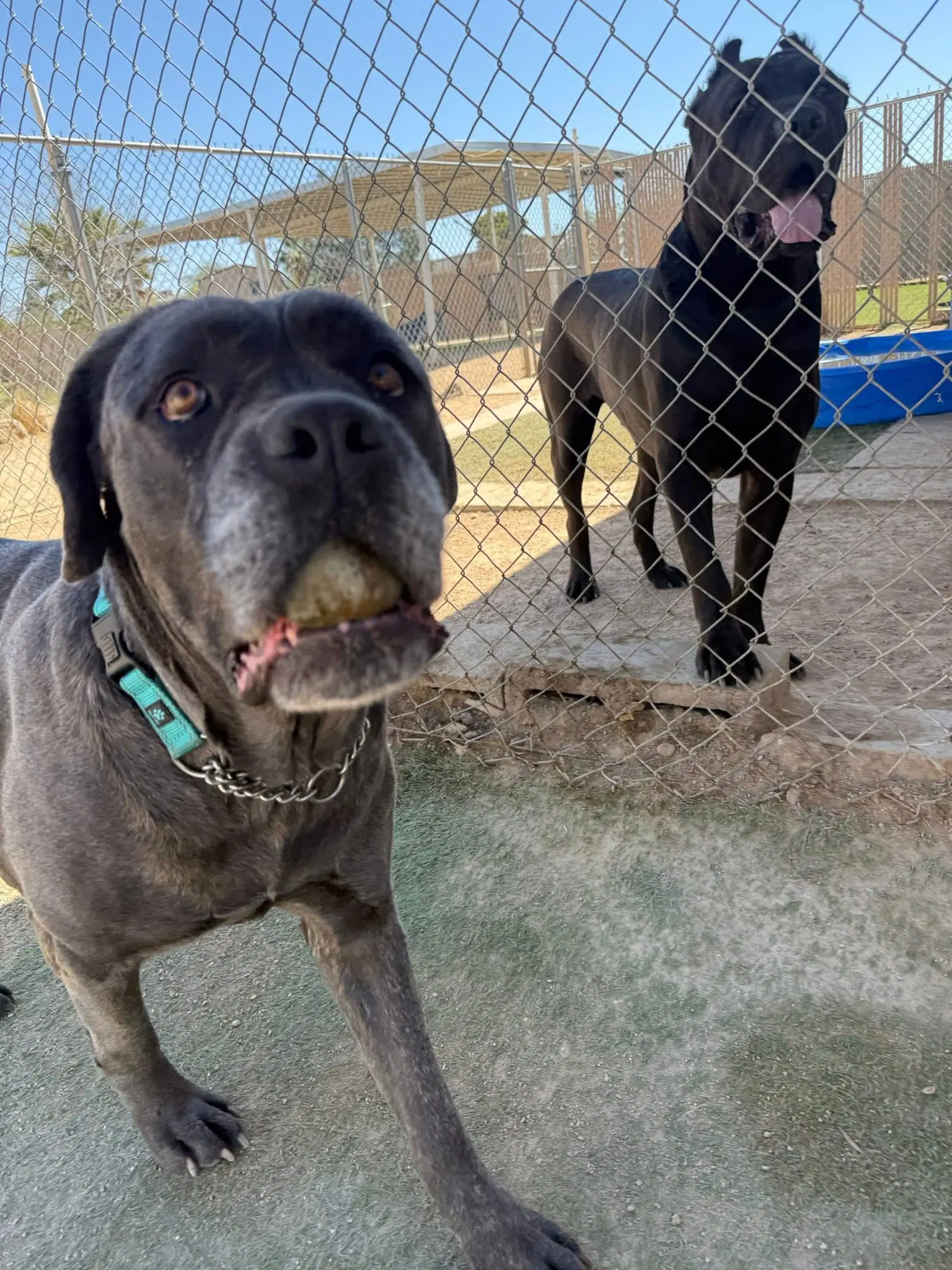 Mayflower - Cane Corso Mastiff