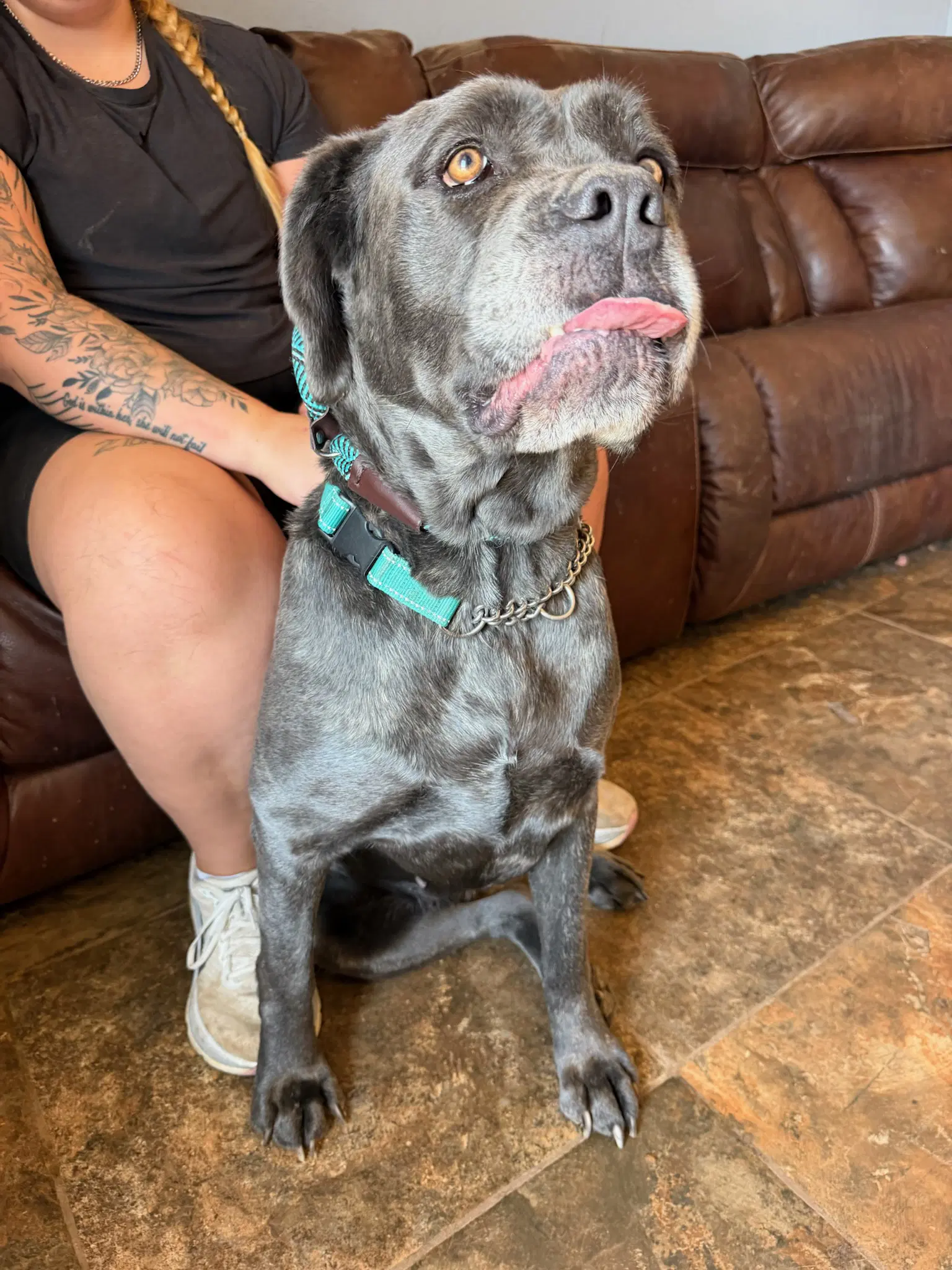 Mayflower - Cane Corso Mastiff
