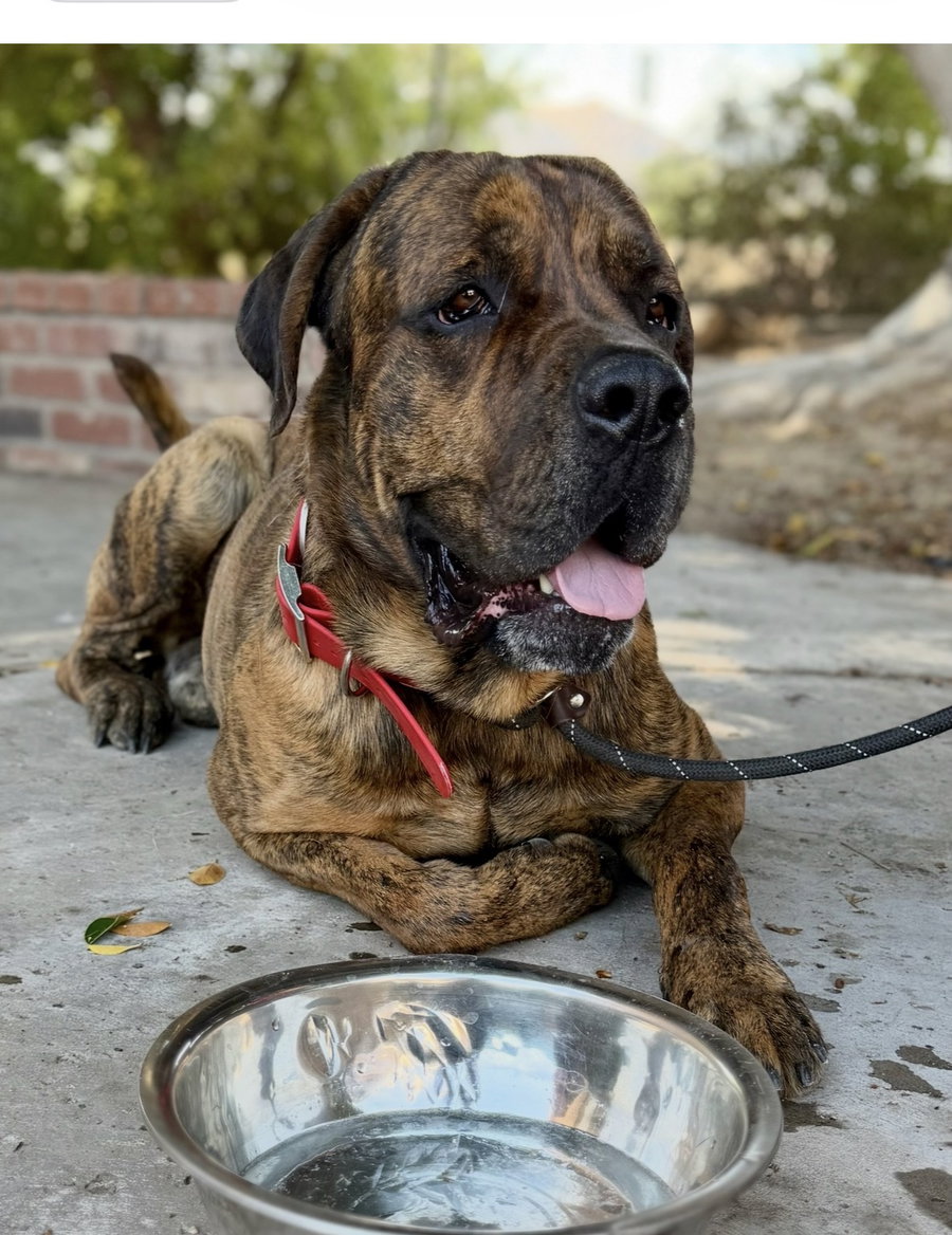 Duke - adopted