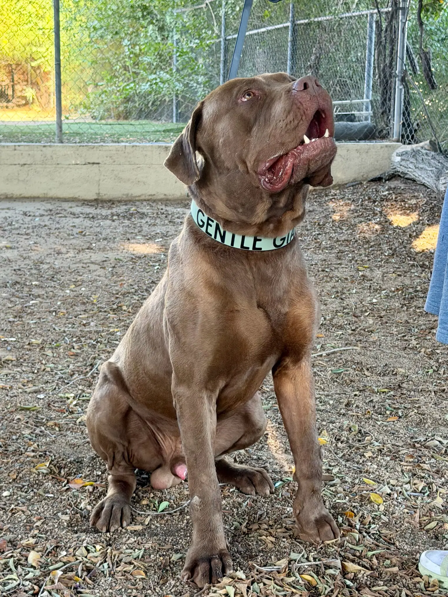 King - Mastiff