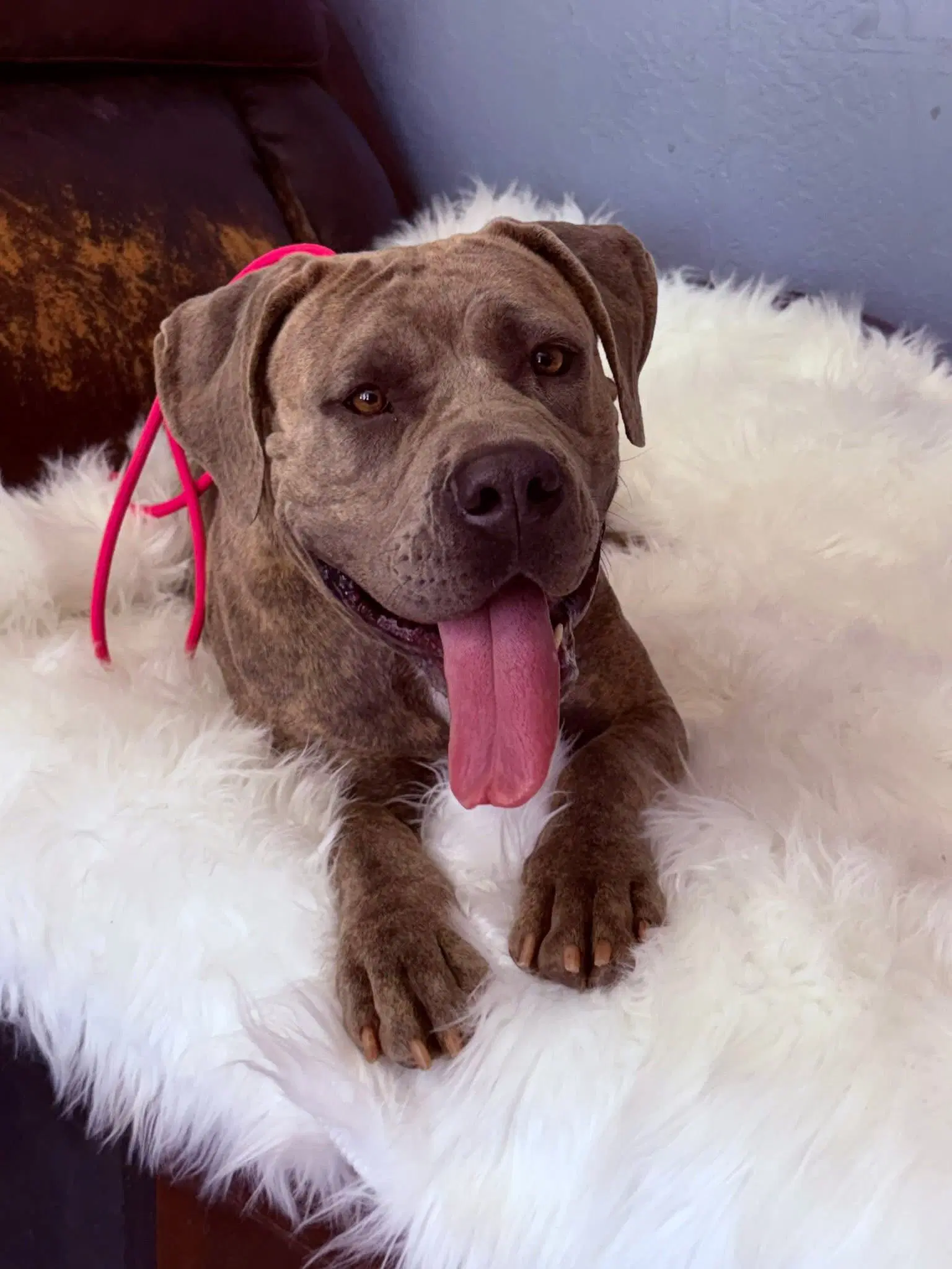 Nikki - Cane Corso Mastiff