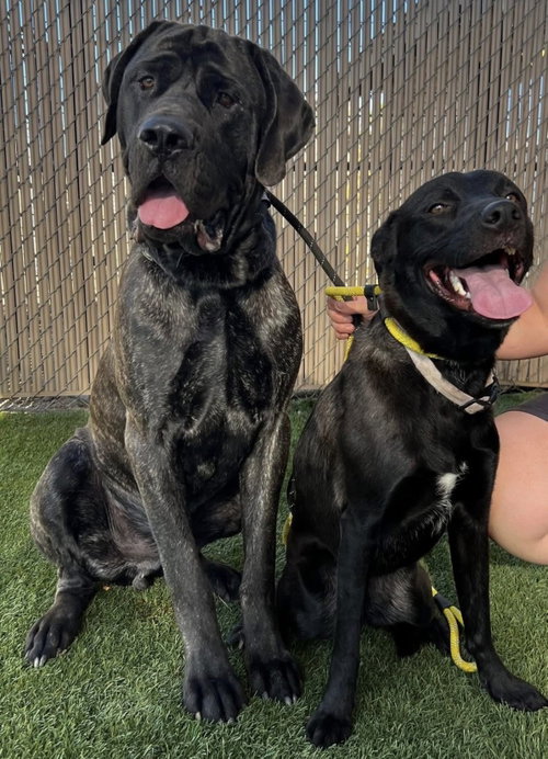 Sven, an adoptable English Mastiff in Goodyear, AZ
