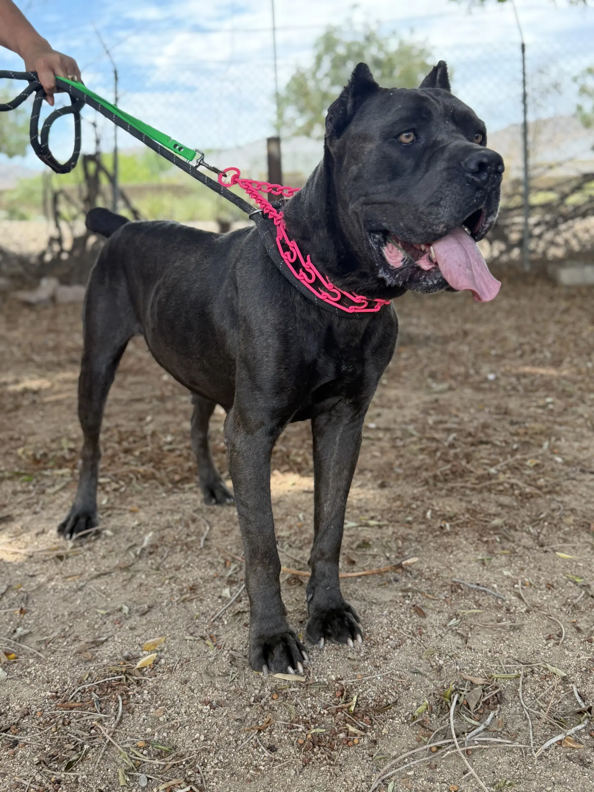 China - Cane Corso Mastiff