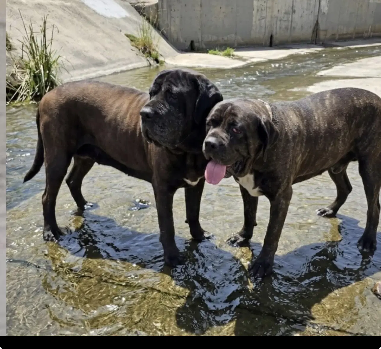 River - Reduced Adoption Donation - Mastiff