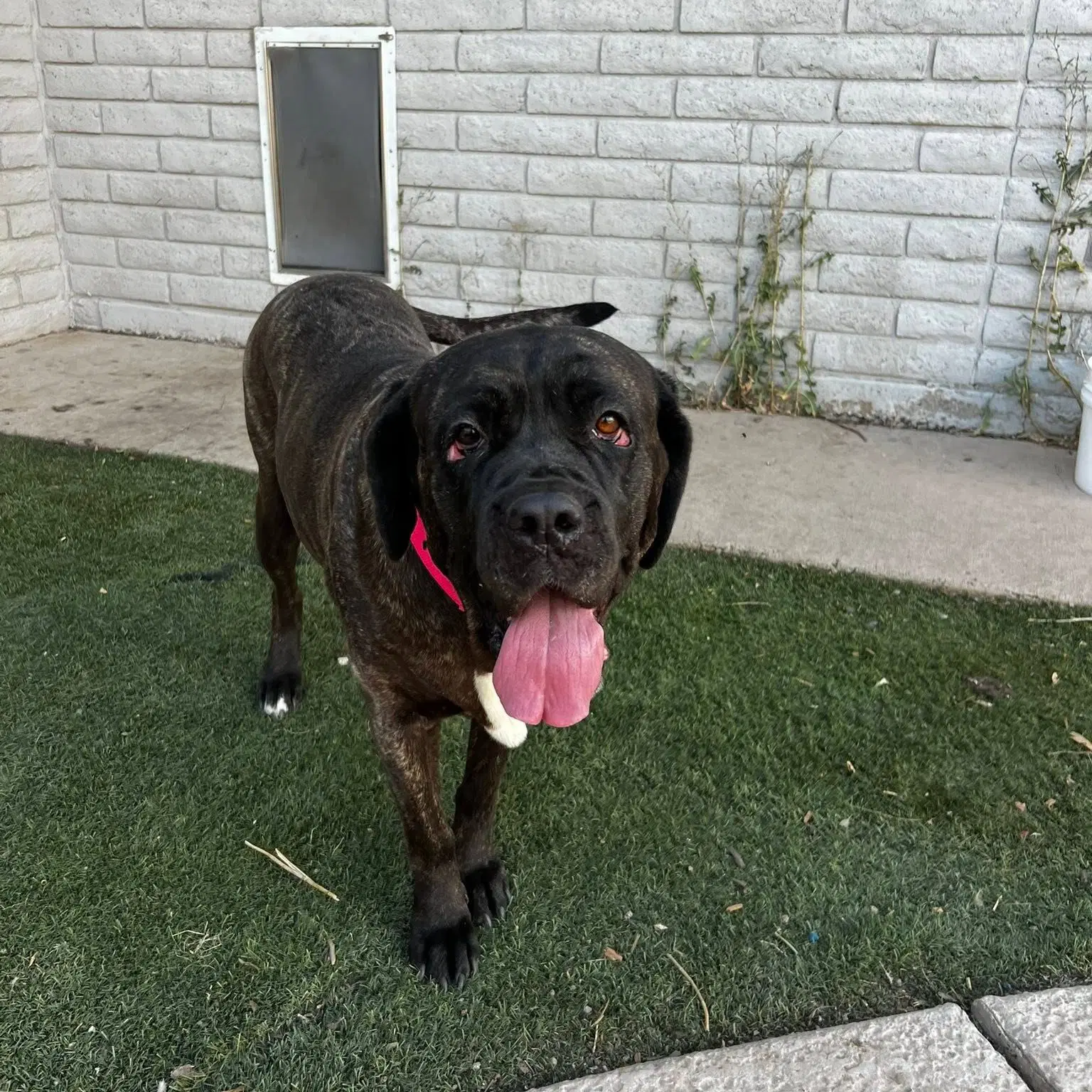 River - Reduced Adoption Donation image 4