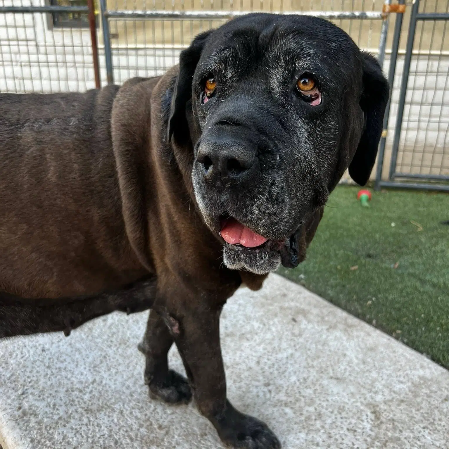 Flora - Reduced Adoption Donation - Mastiff