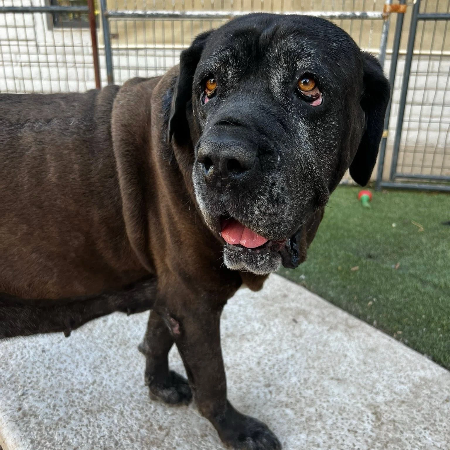 Flora - Reduced Adoption Donation