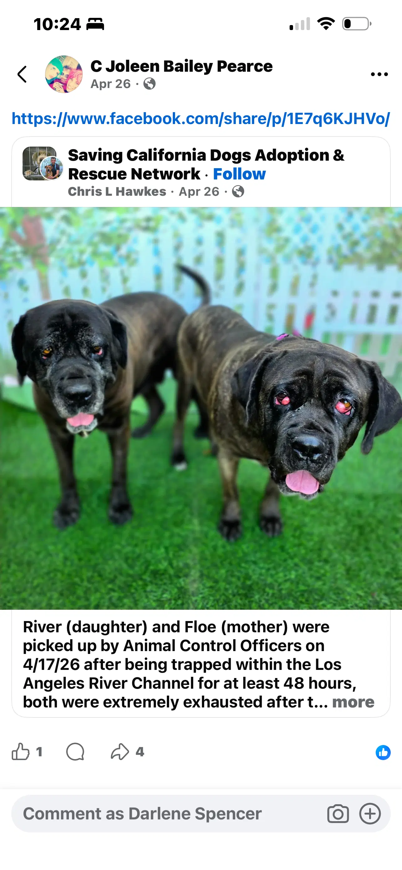 Flora - Reduced Adoption Donation image 2