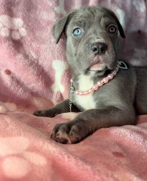 Maple, an adoptable Cane Corso Mastiff in Goodyear, AZ