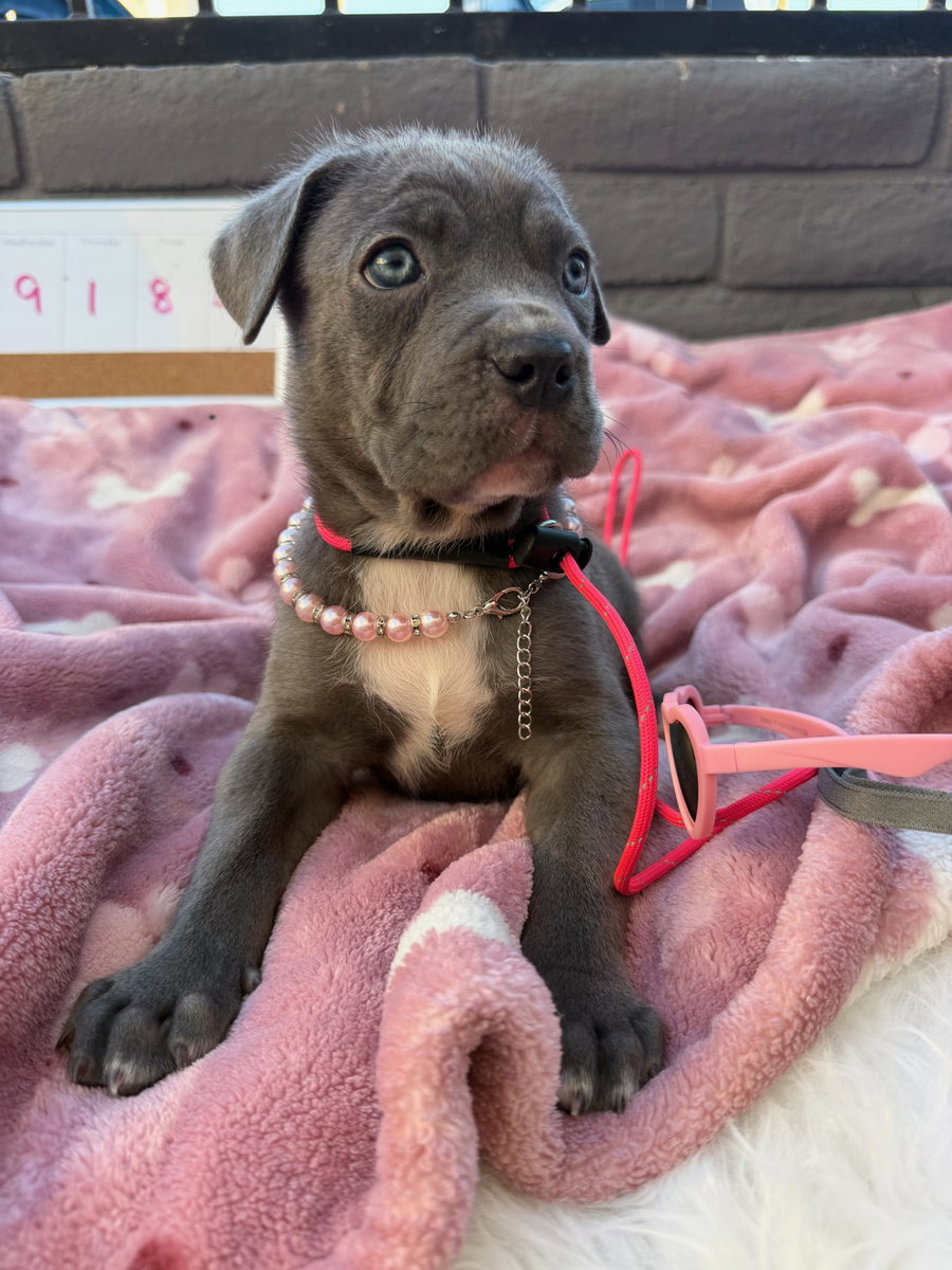 Maple - adopted