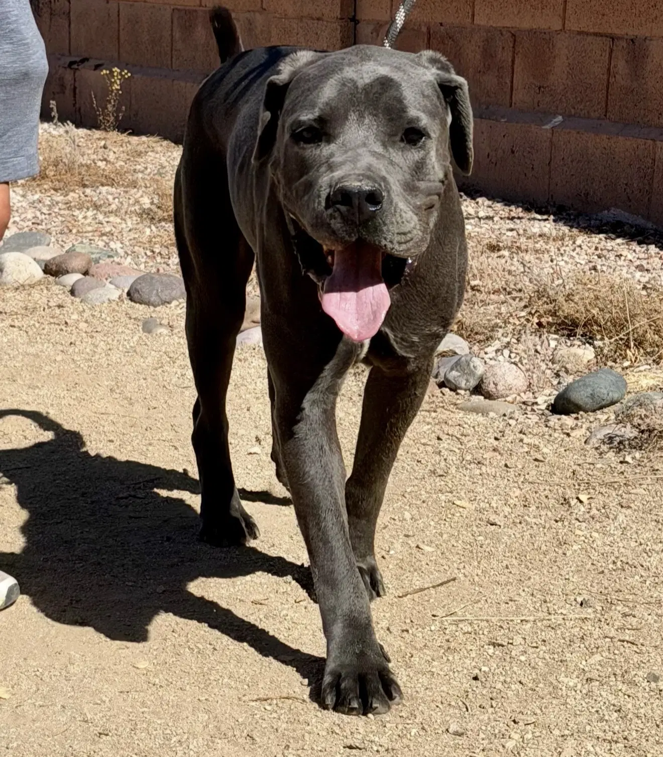 Franklin - Reduced Adoption Donation - Cane Corso Mastiff