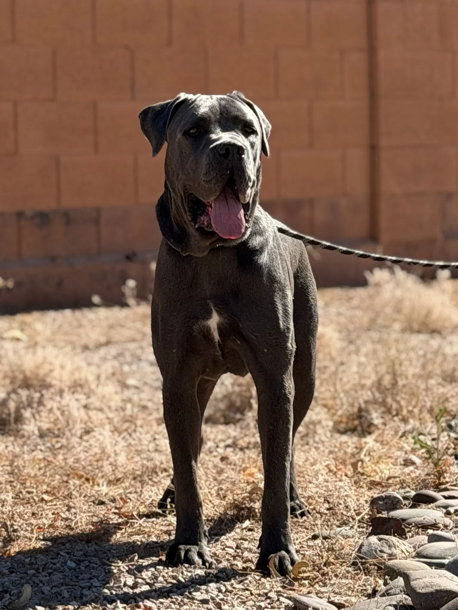 Franklin - Reduced Adoption Donation image 2