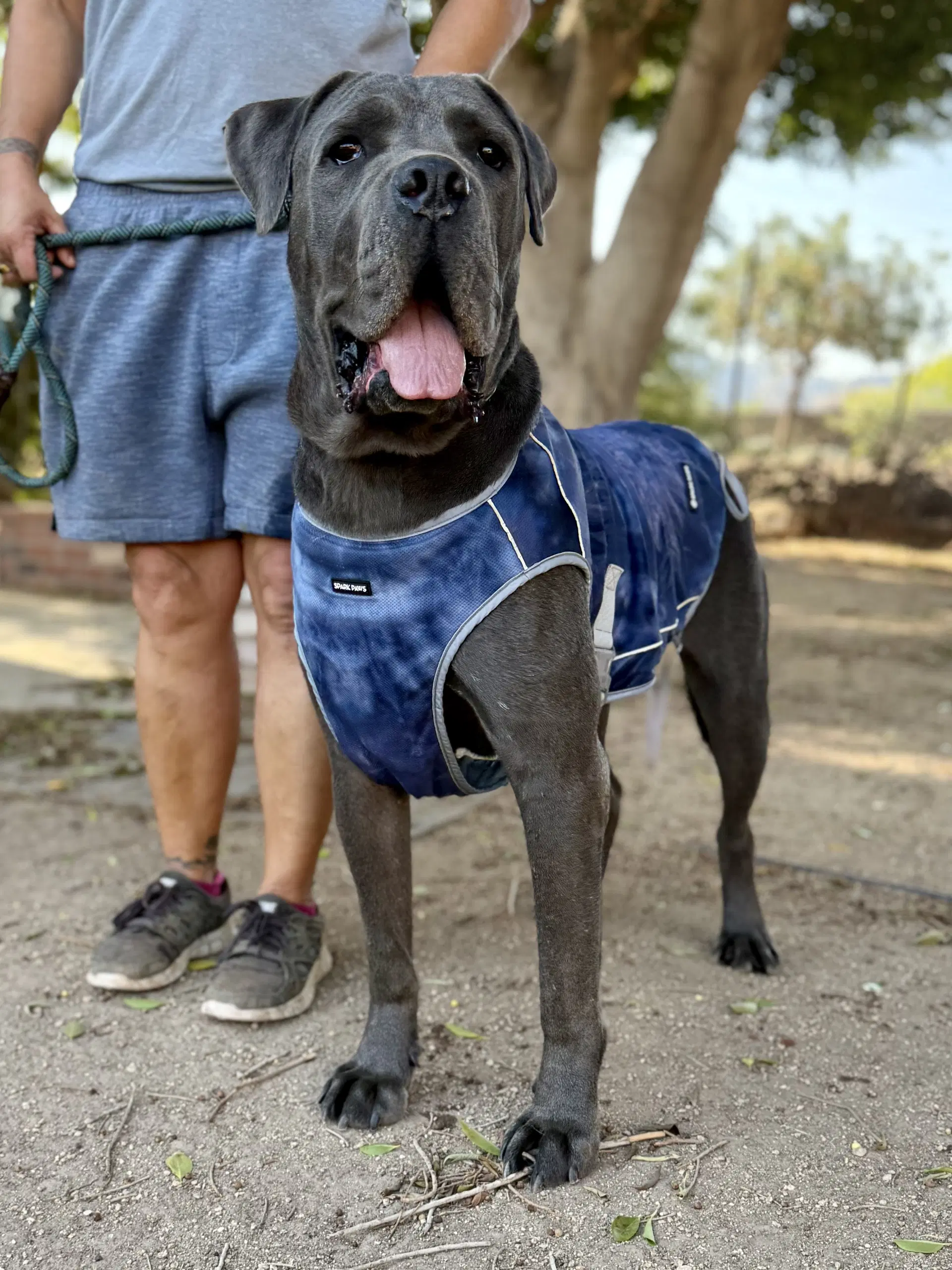 Franklin - Reduced Adoption Donation image 3