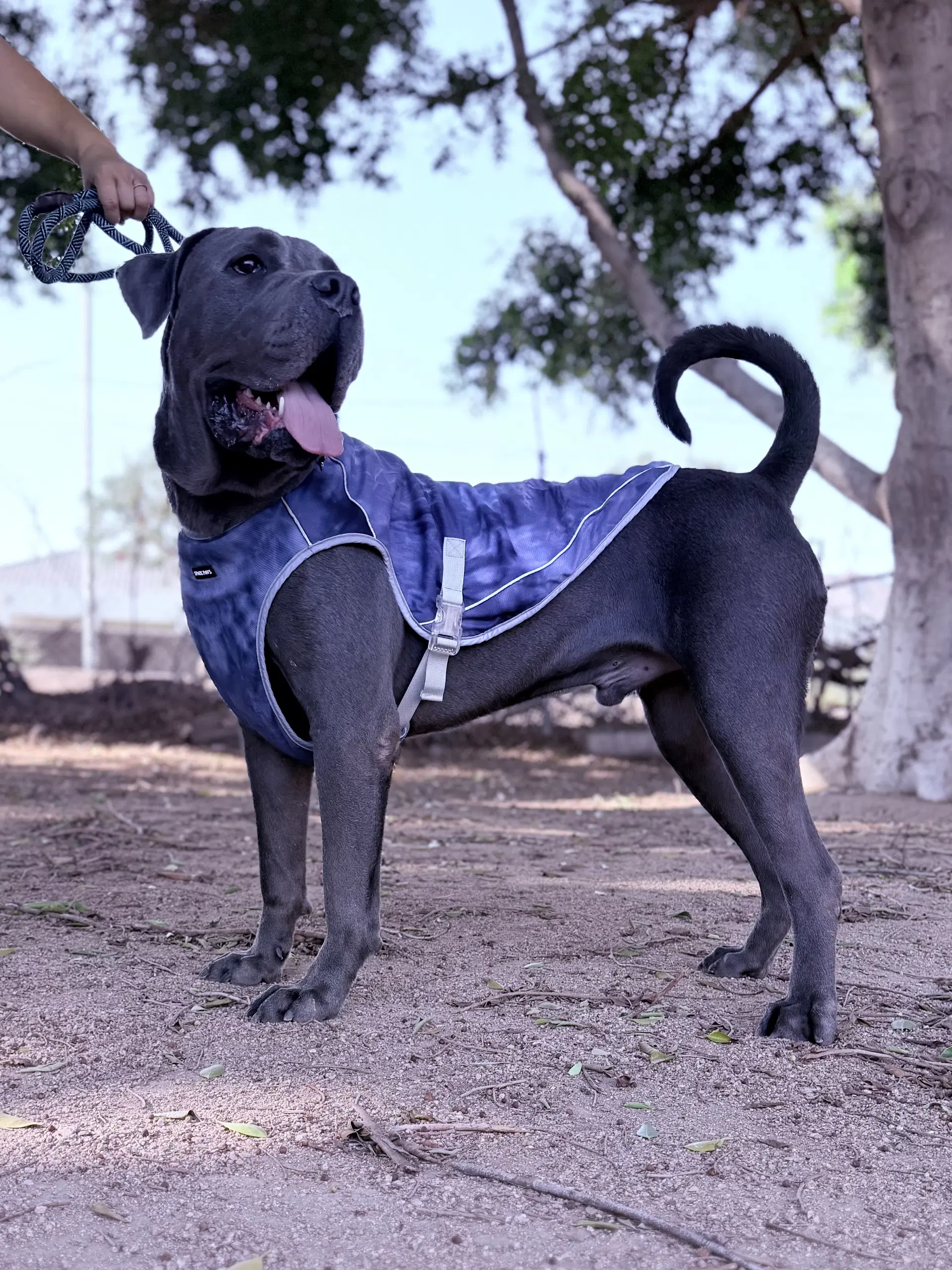 Franklin - Reduced Adoption Donation image 4