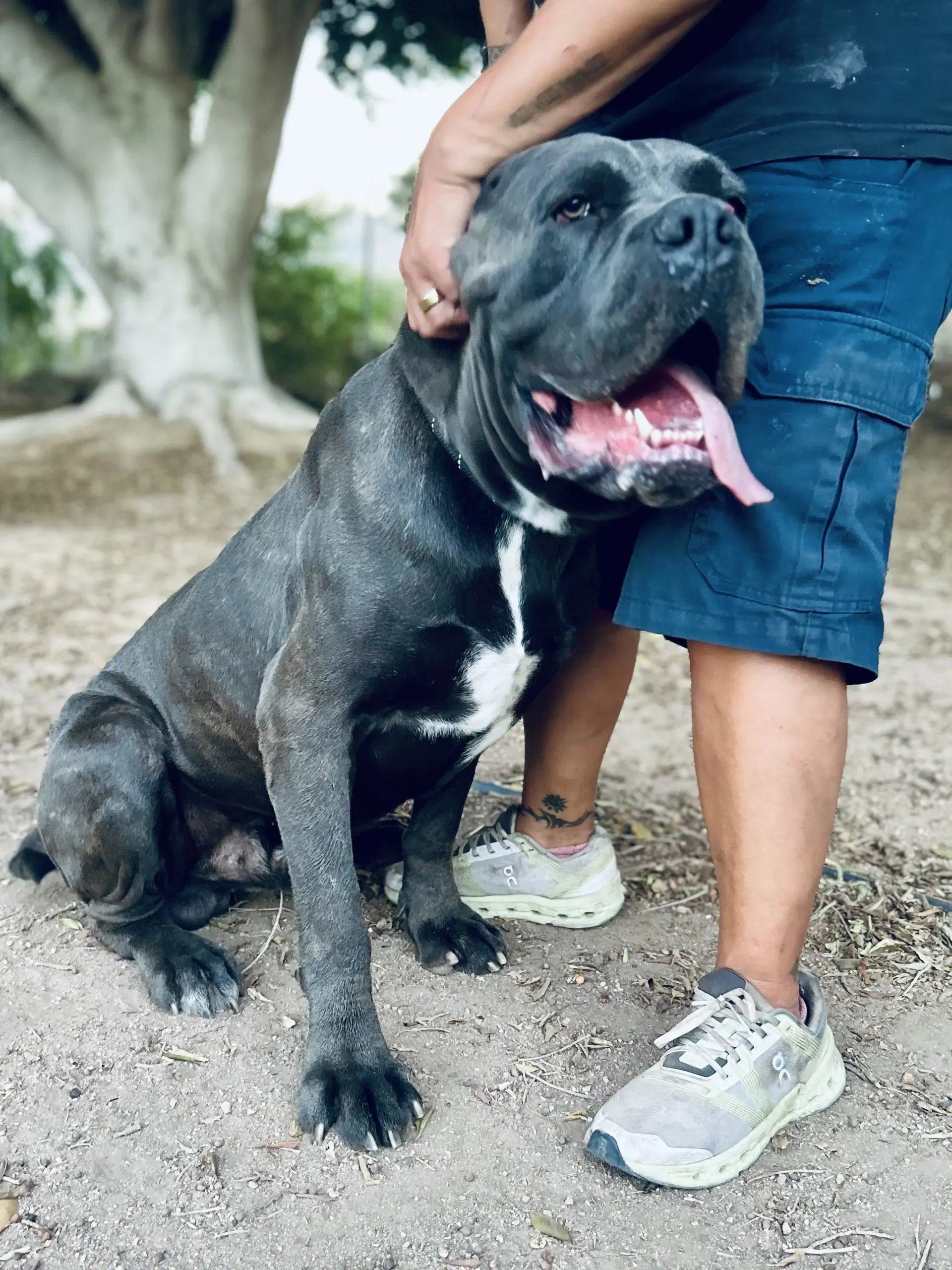 Cash - Mastiff